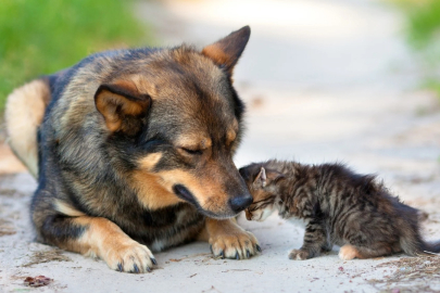 KANUN BAŞKA, UYGULAMA BAŞKA: “GENELGE” İLE YETKİ GENİŞLETME TARTIŞMASI BÜYÜYOR