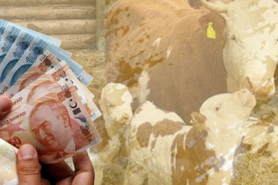 Çiftçiye 350,9 milyon TL destek ödemesi hesaplarda